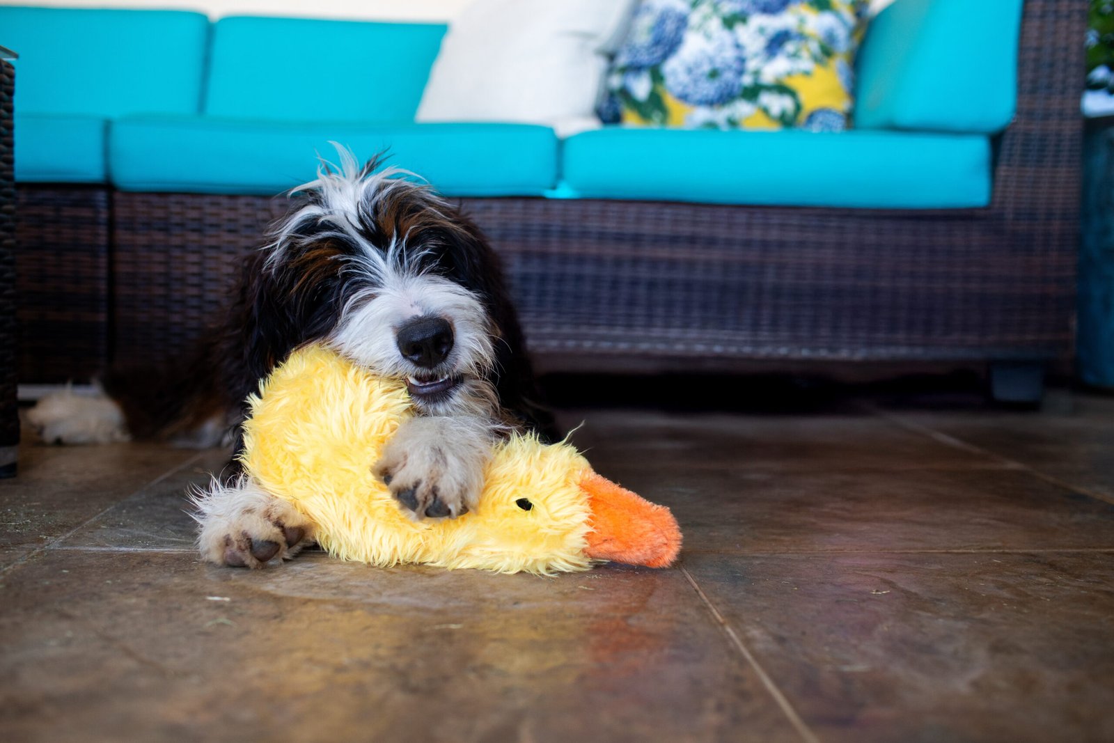 Duckworth Generic Use